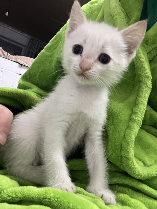 Отдам котят в добрые руки