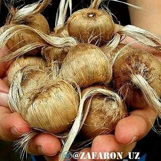 Заъфарон - шафран ўсимлиги тугунак пиёзлари сотилади zafaron shafran