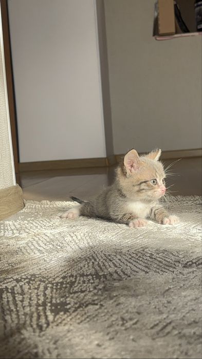 Отдам котят в хорошие руки  мальчик и девочка