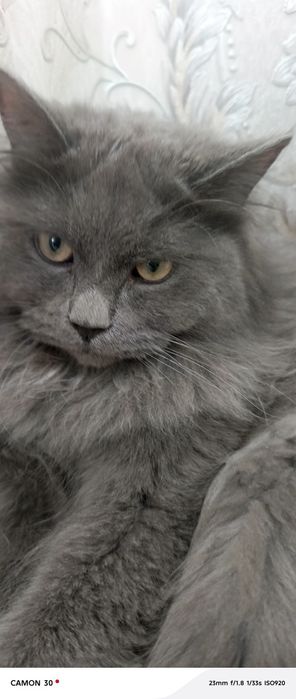 Siberian zotdor mushugi