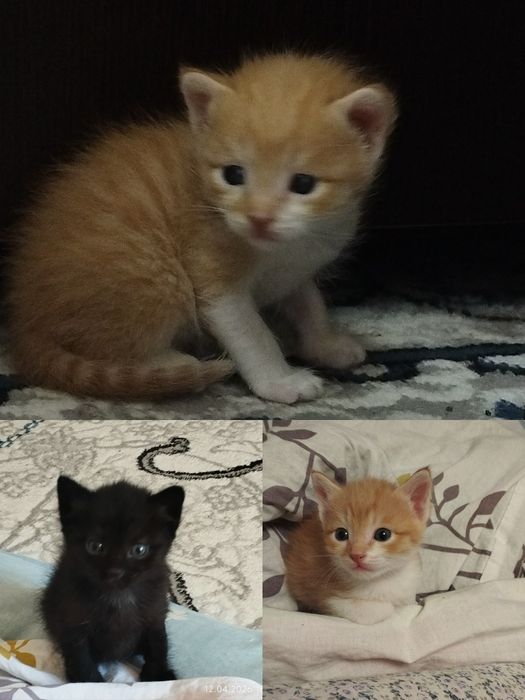 Отдам в добрые руки