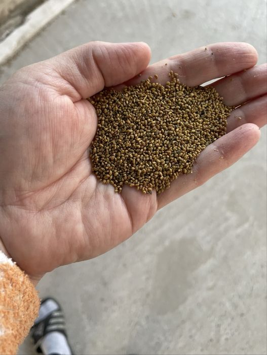 Чистые семена клевера