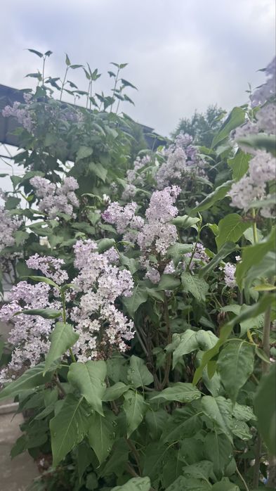 Сирень продам алматы