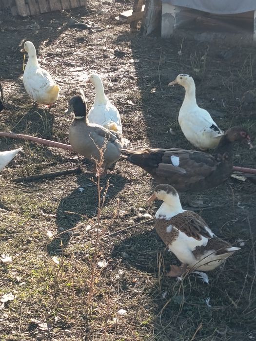 Rate mute și galagioase