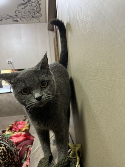 Shatlanskiy strayt mushuk