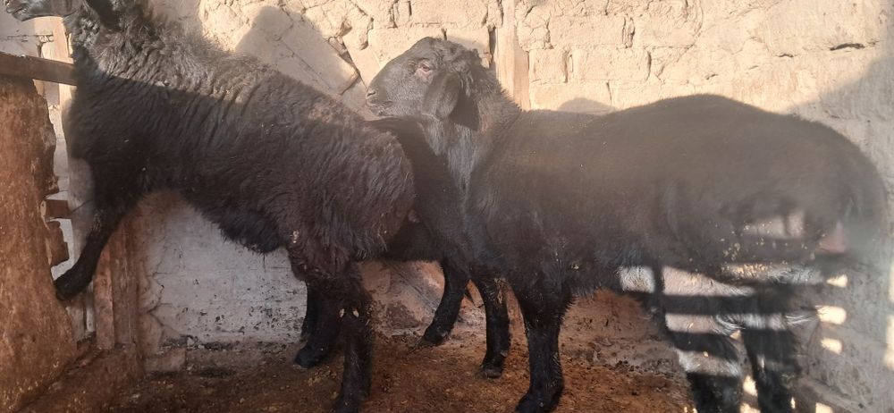 Кучкорлар сотилади срочна