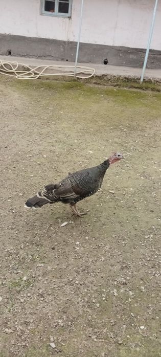 Индук товуки катаси сотилди