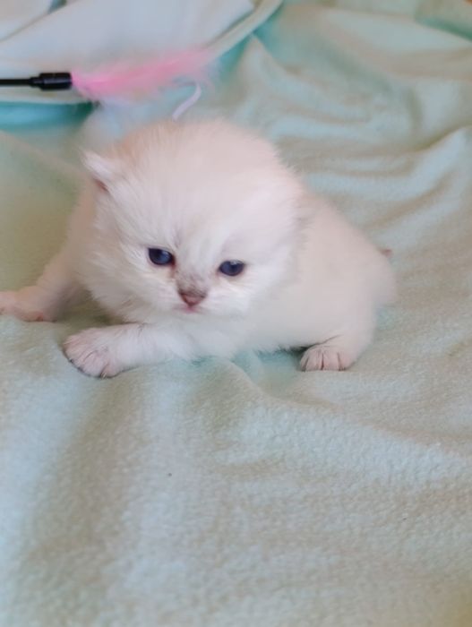 British Longhair  fetite.