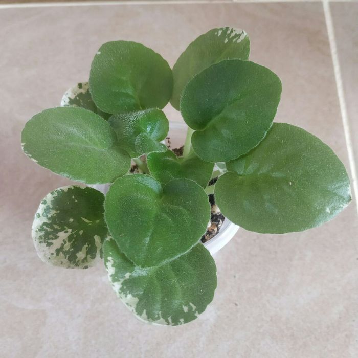 Стартеры красивейших фиалок