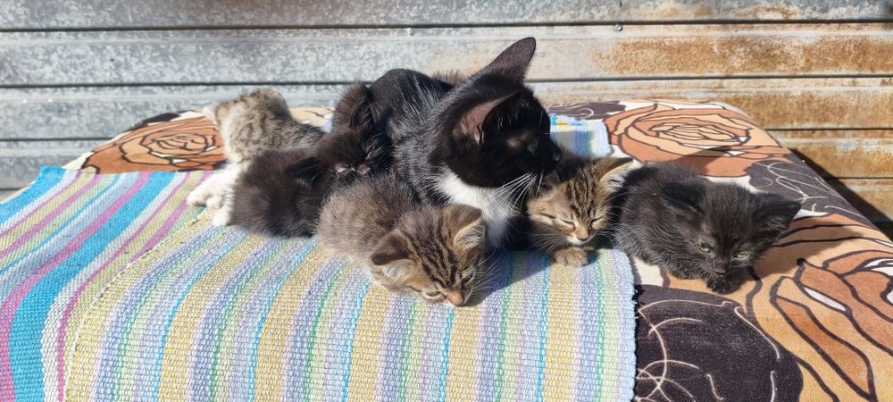 Отдаю кошку, котят