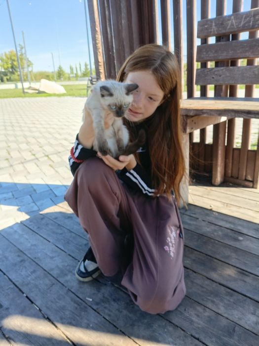Котенок сиамский