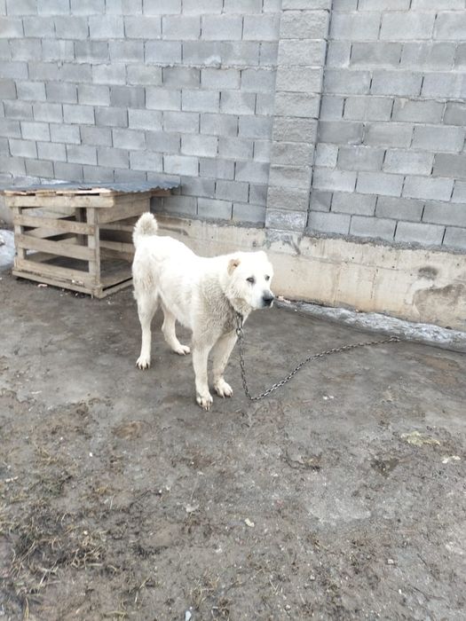 Алабай 1 год, обучена