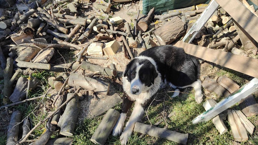 DONEZ pui Ciobanesc De Bucovina