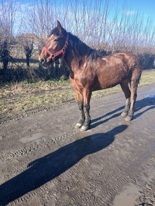 De vânzare iapa garantată de ham gestanta de 5 luni