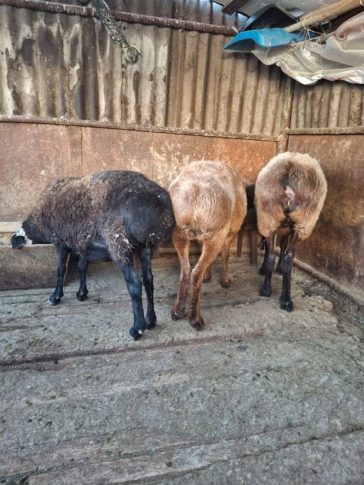 Семіз бағылған 3 қой сатылады