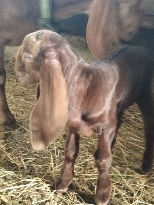 Продается козлёнок 50%камори, 50% битал !