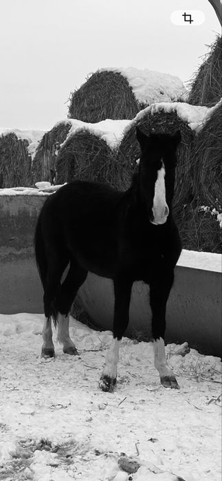 Сатылады Бесқасқа Айғыр 4 жасар