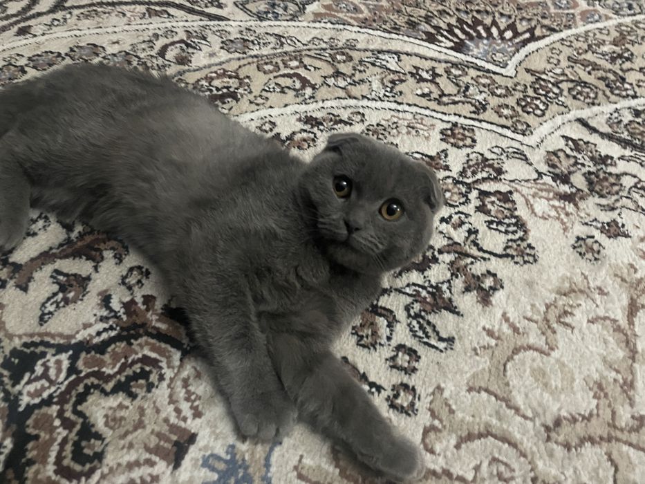 Скоттиш фолд Сотилади Срочно