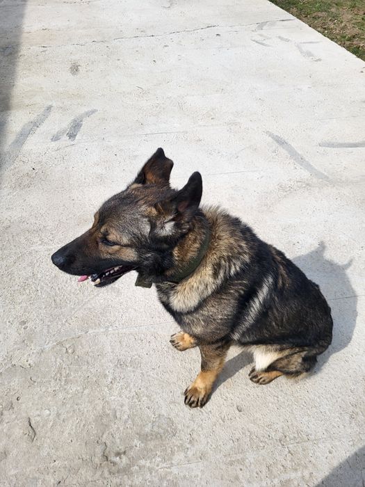 Овчарка в хорошие руки