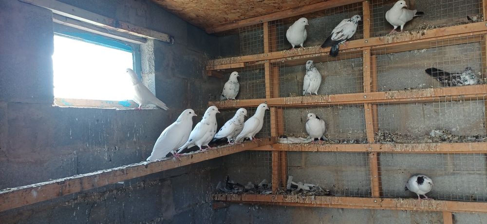 Продам бакинцов голоногих