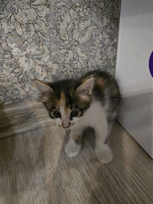 Отдам котят в добрые руки