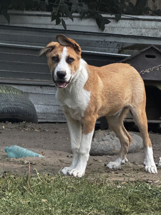 Подарявам куче(Алабай с Ретрийвър смеска)