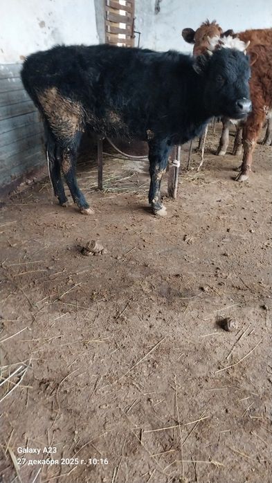 Тёлка Тёлка Тёлка