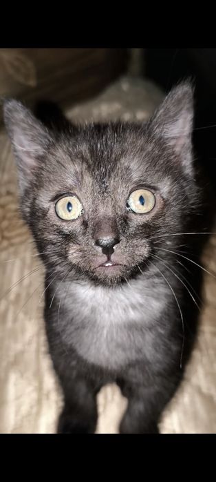 Срочно отдаём котят в добрые руки