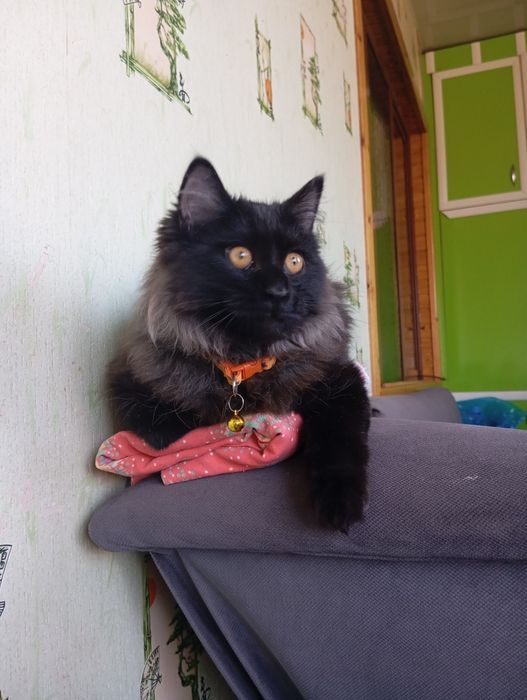 Котик продается или обмен