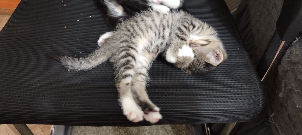Котята 1 месячные