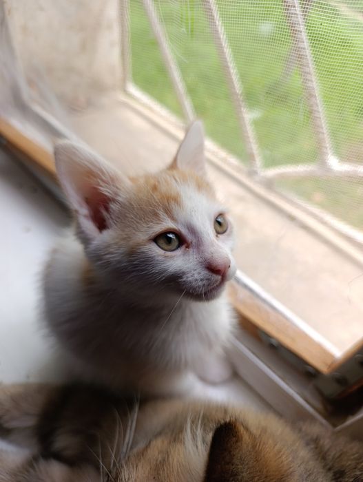 котенок (девочка) в добрые руки