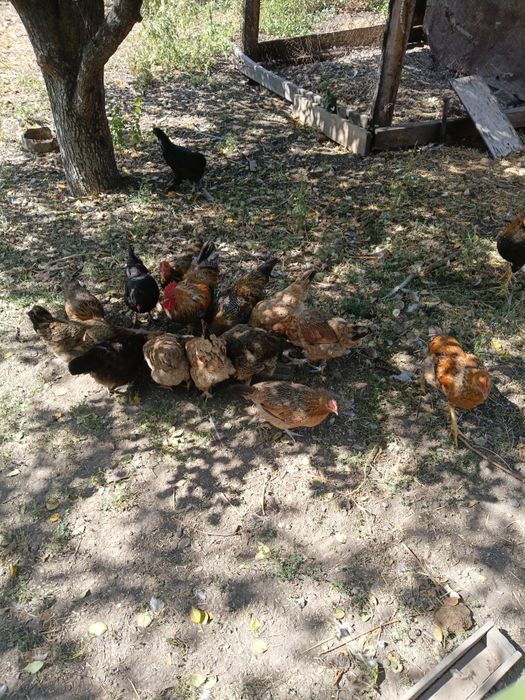 Продам домашних кур