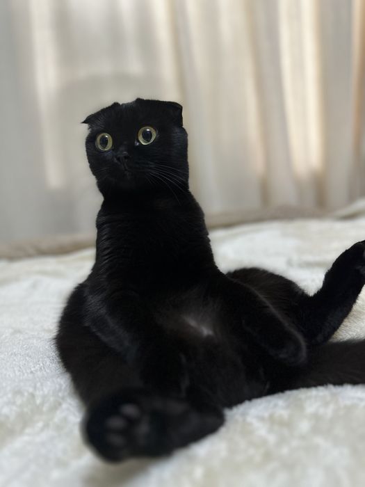 Кошка Шотландская вислоухая