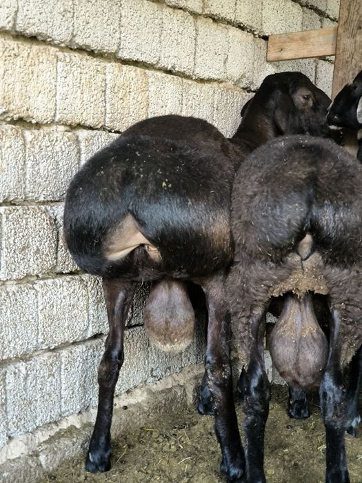 Кочкорлар            .