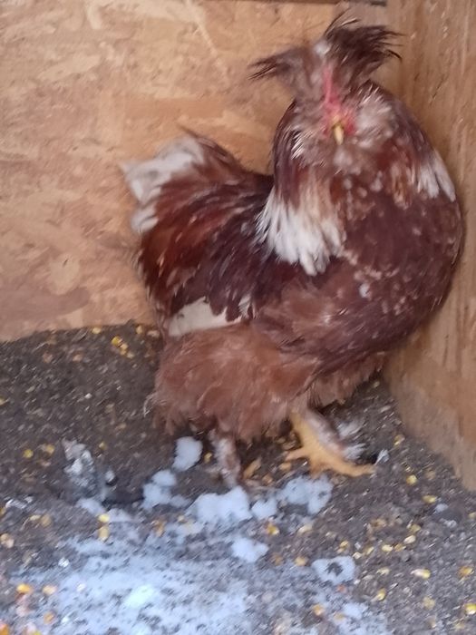 Strumsky moțate cocoș!!!