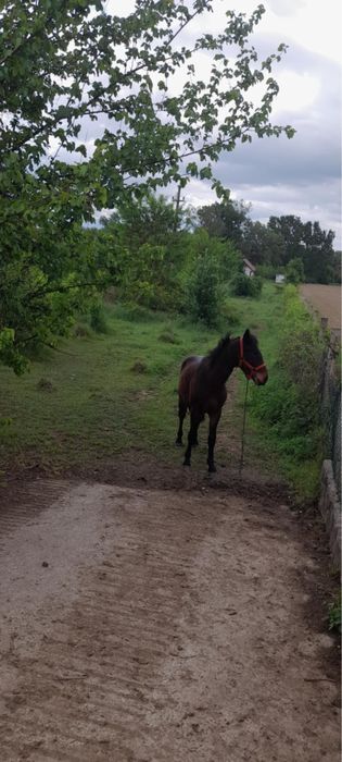 Manz de vanzare 1 an si 3 luni