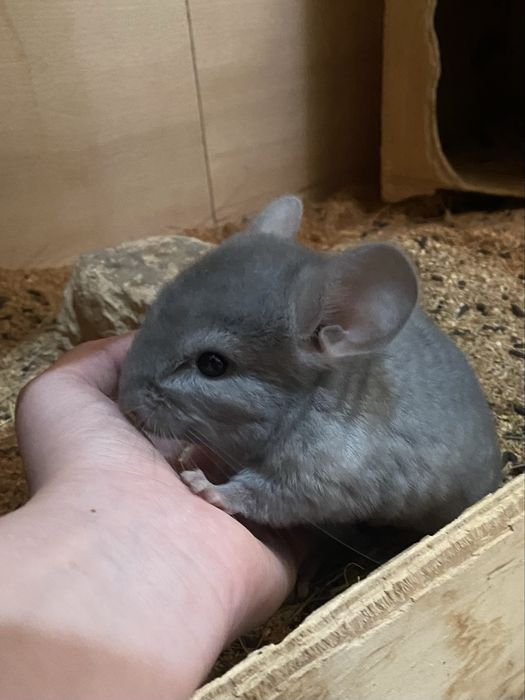 Шиншиллы шиншилла