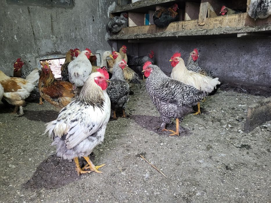 Продам петухов породистых