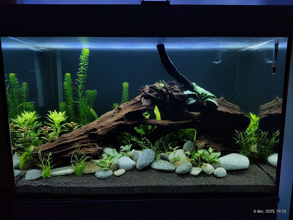 Plante, pești și decor acvariu