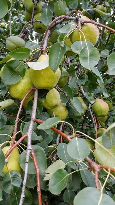 Продам дачу текстильщик 1