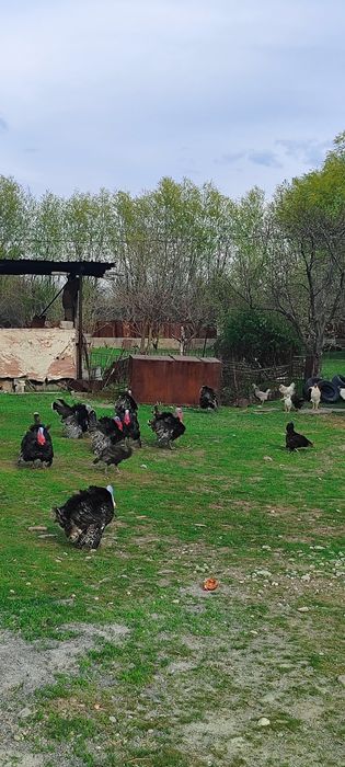 Индюки ( самцы /қораз )