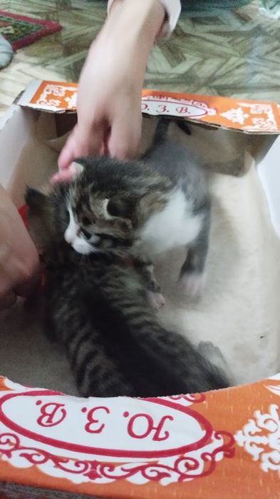 Отдам котят бесплатно