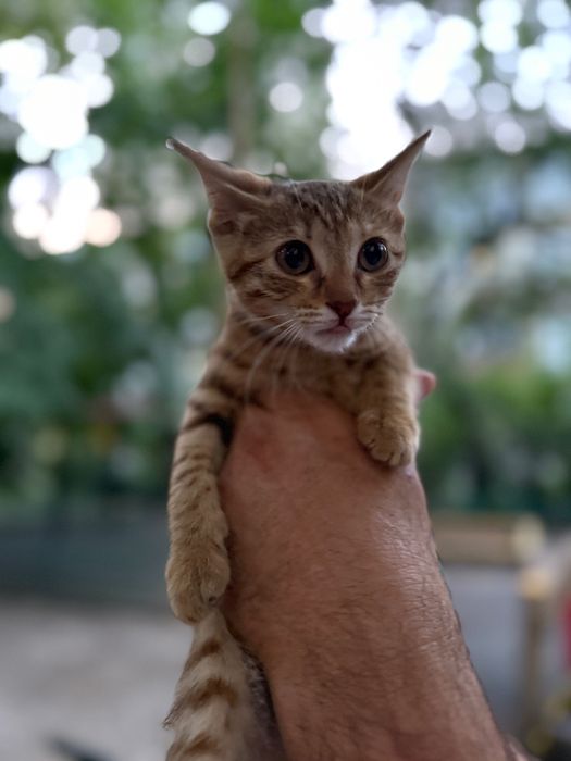 Котенок в добрые руки