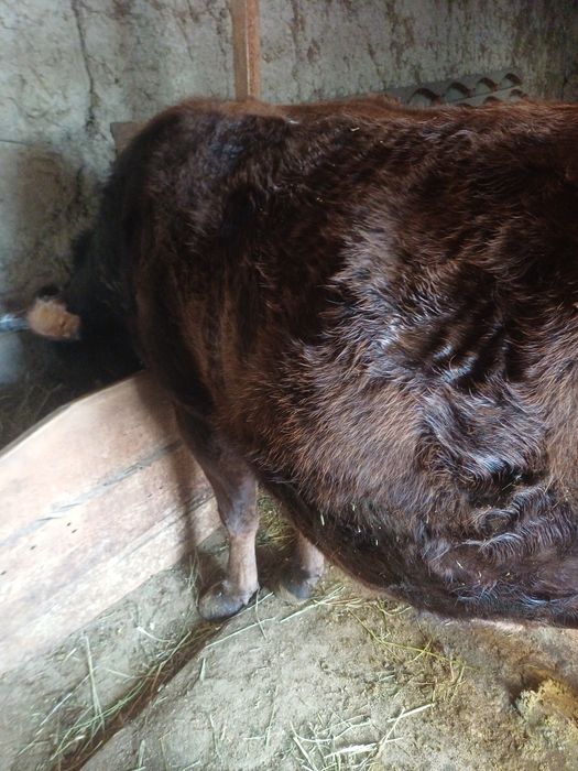 Срочно дойная корова