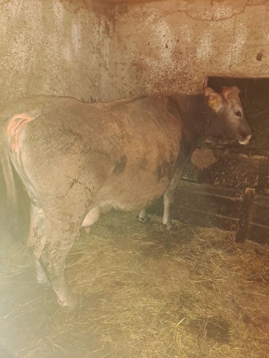 Vând vacă forte cuminte și bâlndă