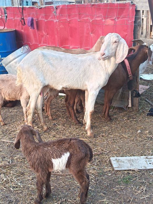 Камори коза козёл козлята