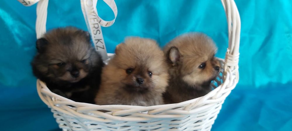 Шпицы мальчики и девочки