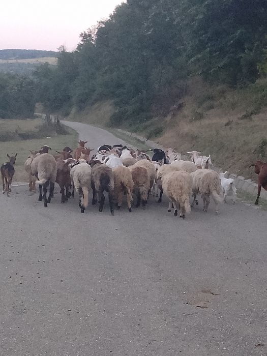 De  vânzare 10 oi