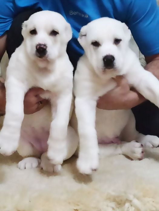 Шеночки алабаев чистокровные