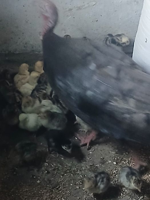 Индюшата продам хороший